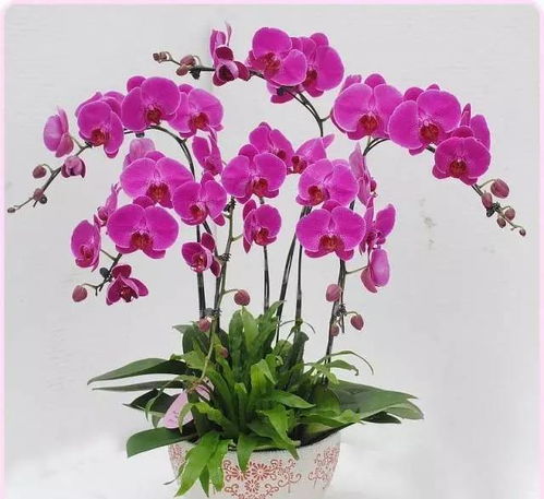 美炸了！撐爆從化朋友圈的花卉展原來在這里，就等你來撩，還有禮品花卉銷售